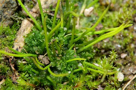 Anthoceros agrestis