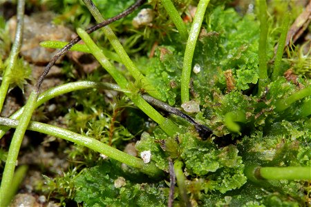 Anthoceros agrestis