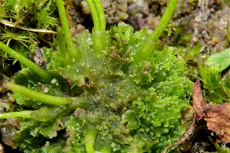 Anthoceros agrestis