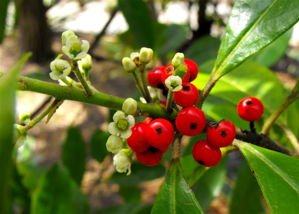 Ilex paraguariensis at the San Diego Botanic Garden in Encinitas, California, USA. Identified by sign.
