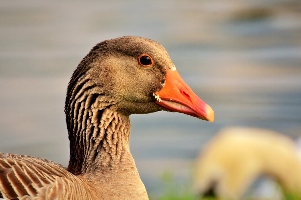 Bill domestic goose plumage