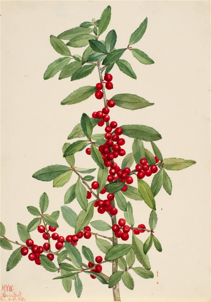 Yaupon (Ilex vomitoria)