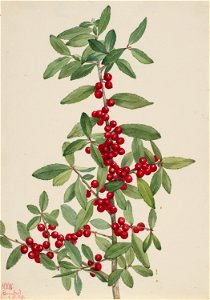 Yaupon (Ilex vomitoria) photo