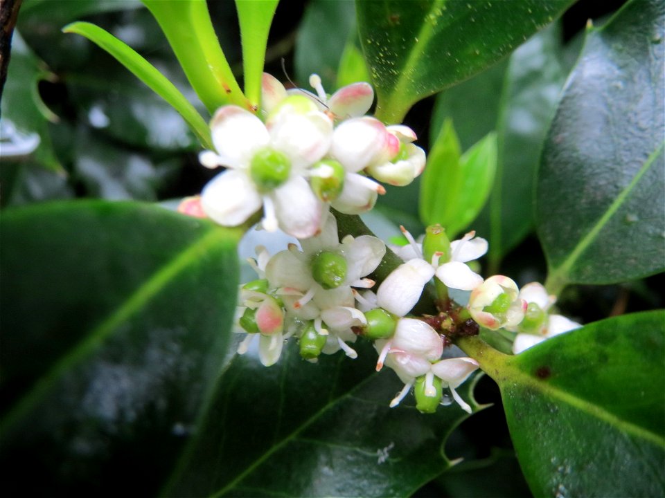 Amerikanische Stechpalme (Ilex opaca) am Staden in Saarbrücken