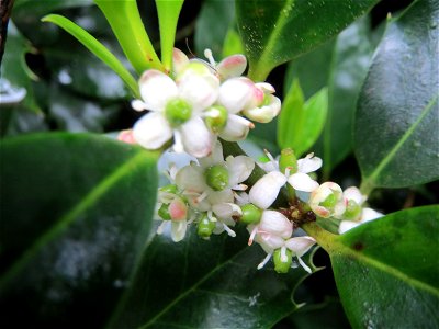 Amerikanische Stechpalme (Ilex opaca) am Staden in Saarbrücken