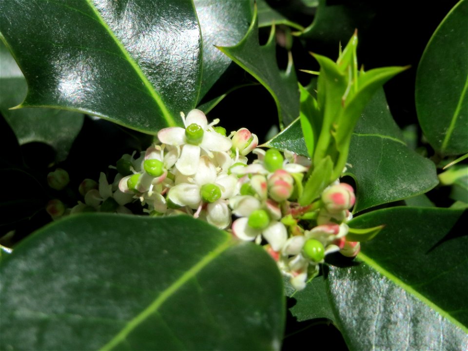 Europäische Stechpalme (Ilex aquifolium) in Saarbrücken