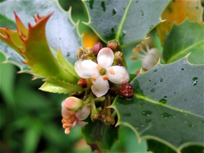 Amerikanische Stechpalme (Ilex opaca) am Staden in Saarbrücken