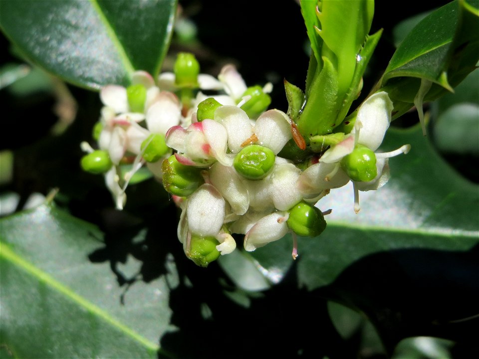 Europäische Stechpalme (Ilex aquifolium) in Saarbrücken