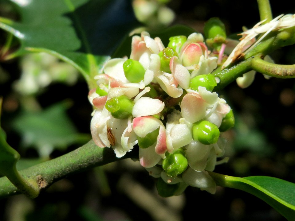 Europäische Stechpalme (Ilex aquifolium) in Saarbrücken