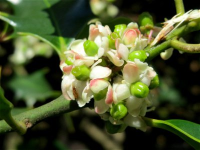Europäische Stechpalme (Ilex aquifolium) in Saarbrücken