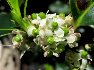 Europäische Stechpalme (Ilex aquifolium) in Saarbrücken