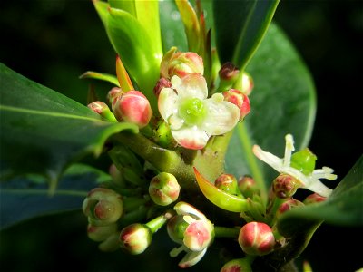 Amerikanische Stechpalme (Ilex opaca) am Staden in Saarbrücken