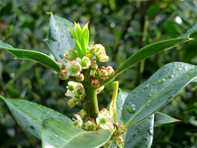 Amerikanische Stechpalme (Ilex opaca) am Staden in Saarbrücken