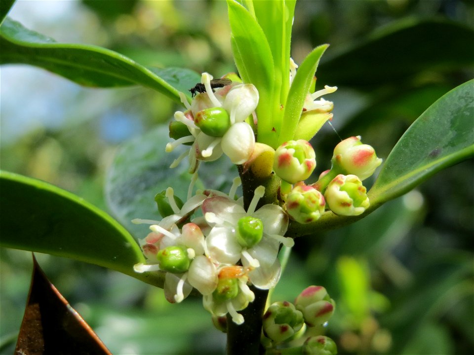 Amerikanische Stechpalme (Ilex opaca) am Staden in Saarbrücken