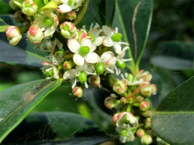 Amerikanische Stechpalme (Ilex opaca) am Staden in Saarbrücken