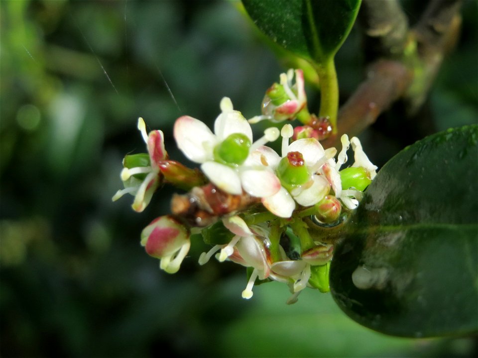 Amerikanische Stechpalme (Ilex opaca) am Staden in Saarbrücken
