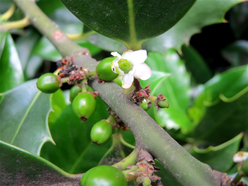 Amerikanische Stechpalme (Ilex opaca) am Staden in Saarbrücken