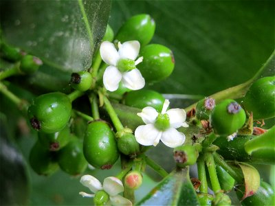 Amerikanische Stechpalme (Ilex opaca) am Staden in Saarbrücken