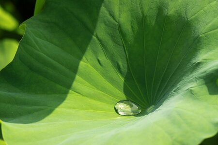 Leaf trickle pond plants