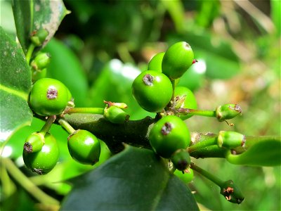 Amerikanische Stechpalme (Ilex opaca) am Staden in Saarbrücken