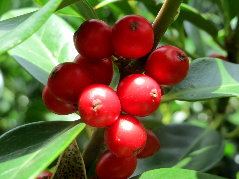 Amerikanische opaca (Ilex opaca) am Staden in Saarbrücken
