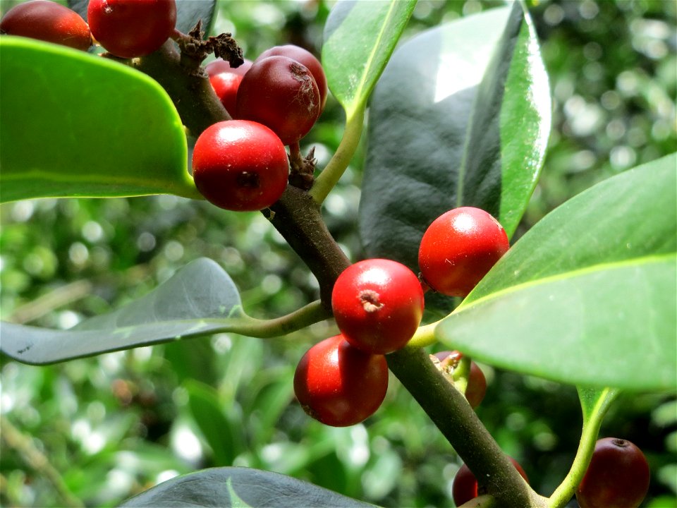 Amerikanische opaca (Ilex opaca) am Staden in Saarbrücken