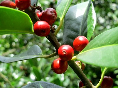 Amerikanische opaca (Ilex opaca) am Staden in Saarbrücken
