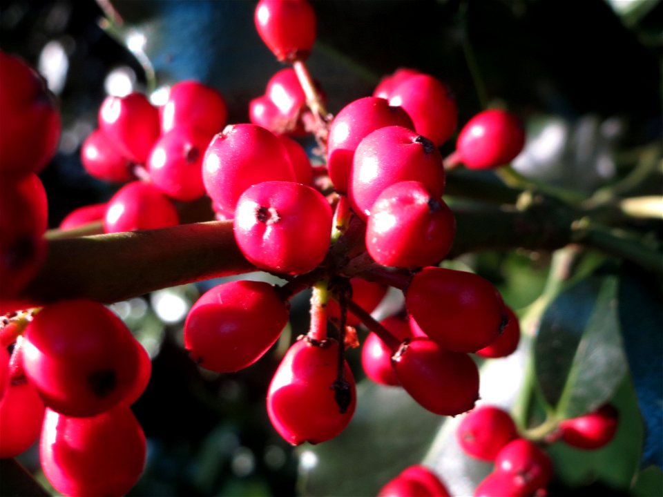 Amerikanische opaca (Ilex opaca) am Staden in Saarbrücken
