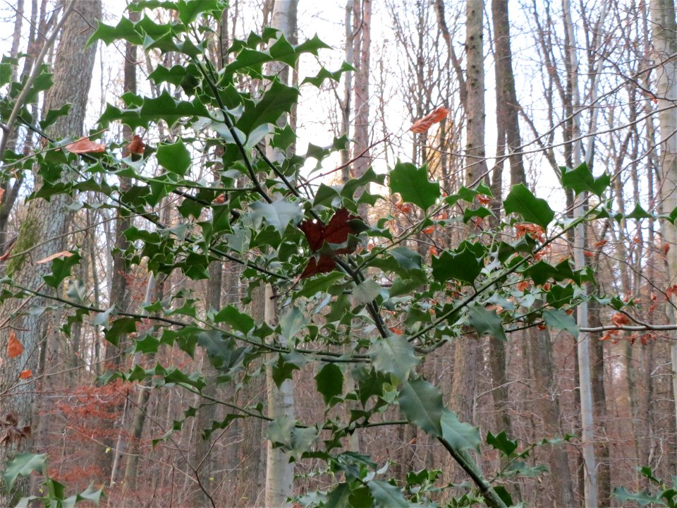 Europäische Stechpalme (Ilex aquifolium) im St. Johanner Stadtwald