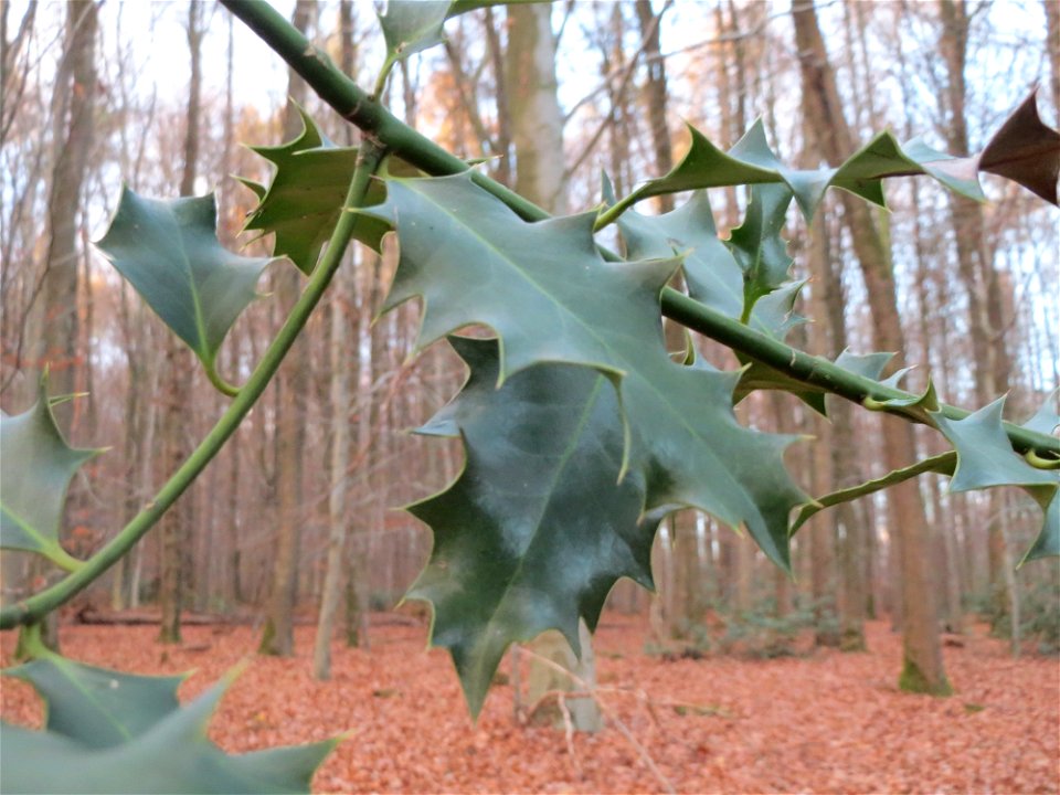 Europäische Stechpalme (Ilex aquifolium) im St. Johanner Stadtwald