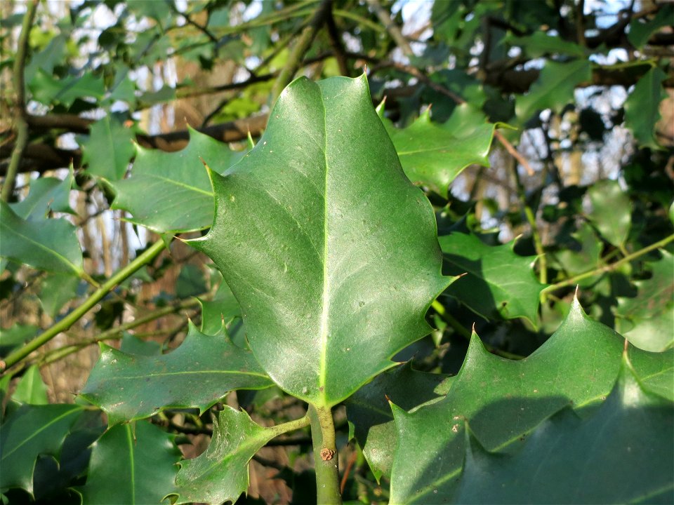 Europäische Stechpalme (Ilex aquifolium) am Winterberg in Saarbrücken