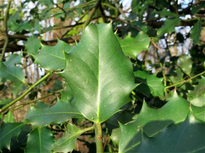 Europäische Stechpalme (Ilex aquifolium) am Winterberg in Saarbrücken