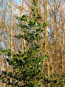 Europäische Stechpalme (Ilex aquifolium) am Winterberg in Saarbrücken