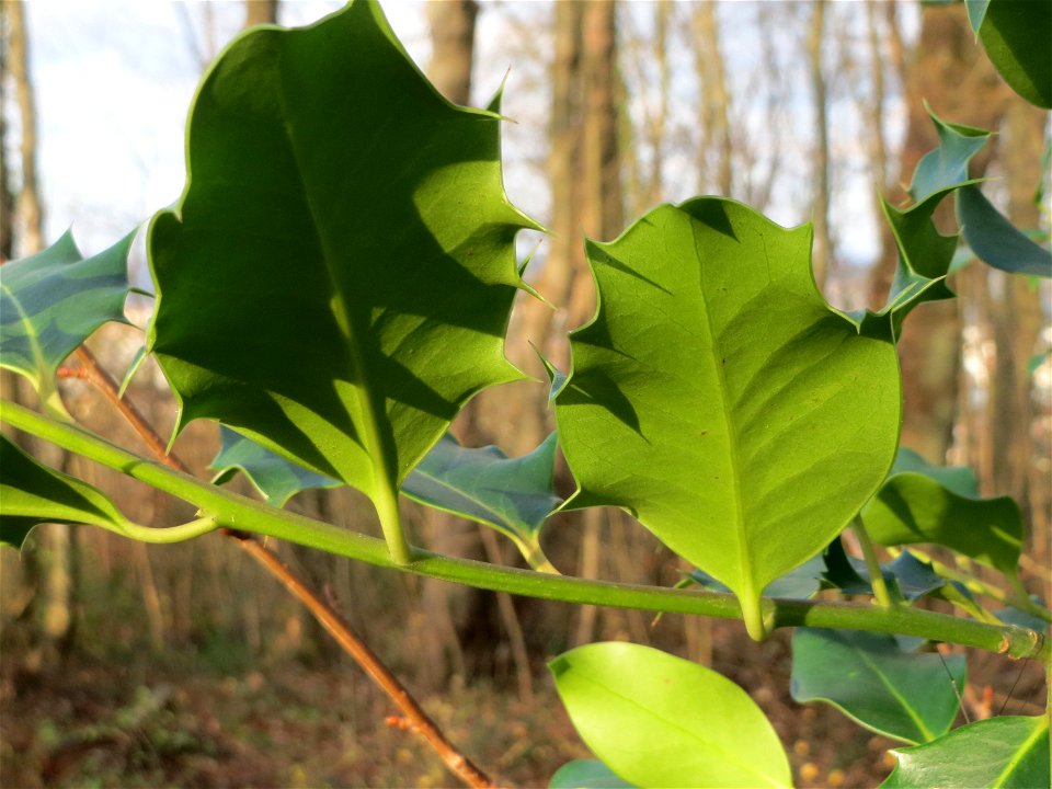 Europäische Stechpalme (Ilex aquifolium) am Winterberg in Saarbrücken