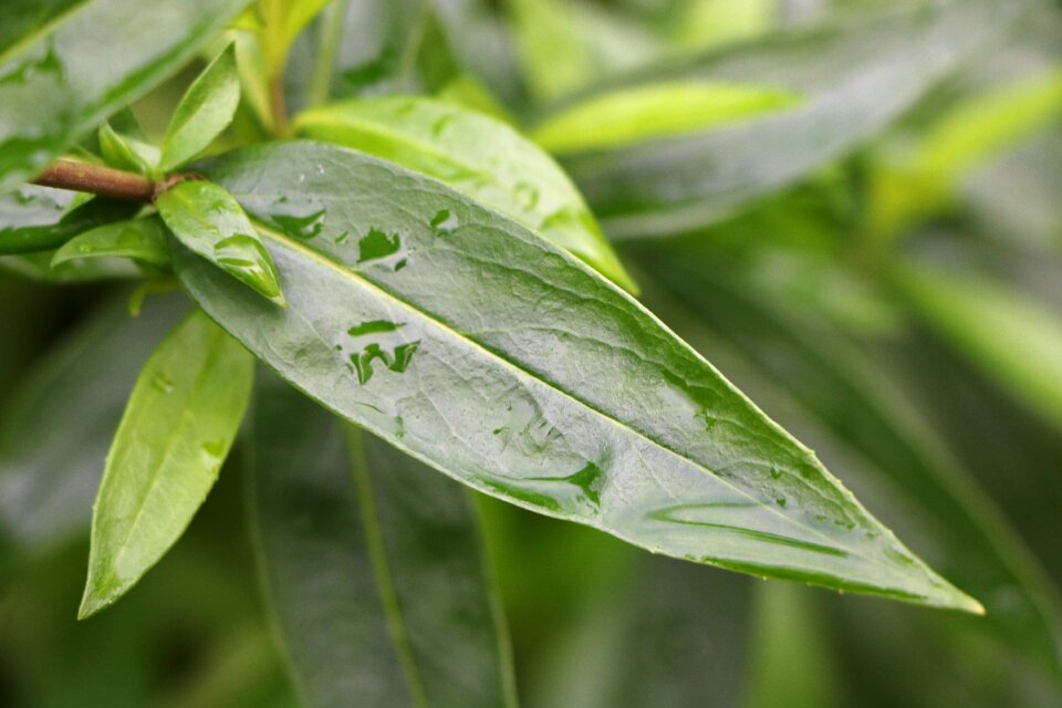 Freshness garden drop