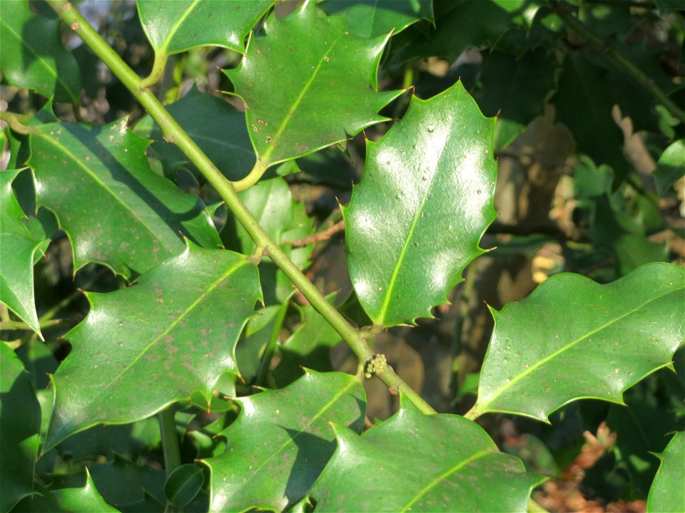 Europäische Stechpalme (Ilex aquifolium) am Winterberg in Saarbrücken