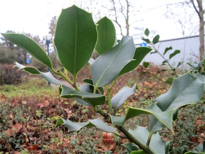 Europäische Stechpalme (Ilex aquifolium) in Hockenheim