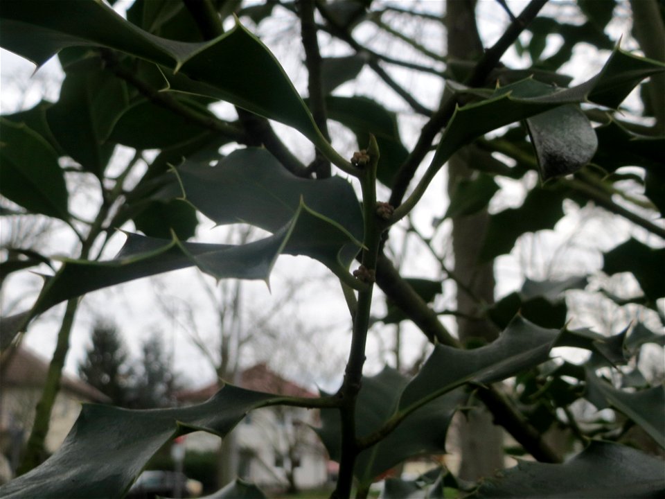 Europäische Stechpalme (Ilex aquifolium) in Hockenheim