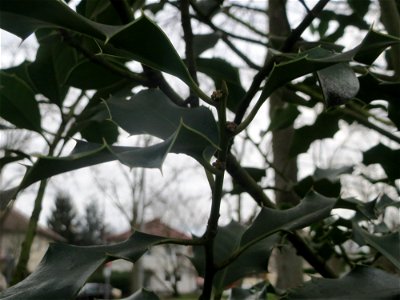 Europäische Stechpalme (Ilex aquifolium) in Hockenheim