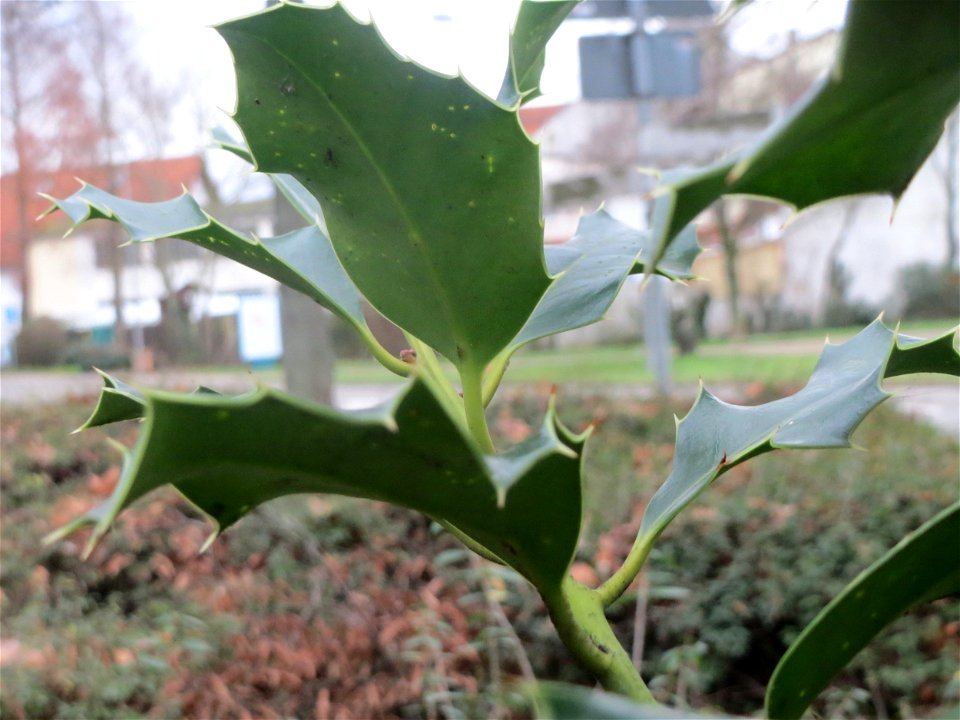 Europäische Stechpalme (Ilex aquifolium) in Hockenheim