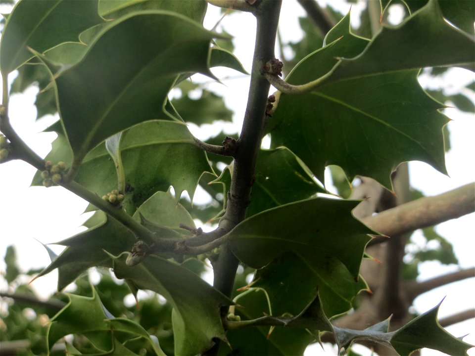 Europäische Stechpalme (Ilex aquifolium) in Heidelberg