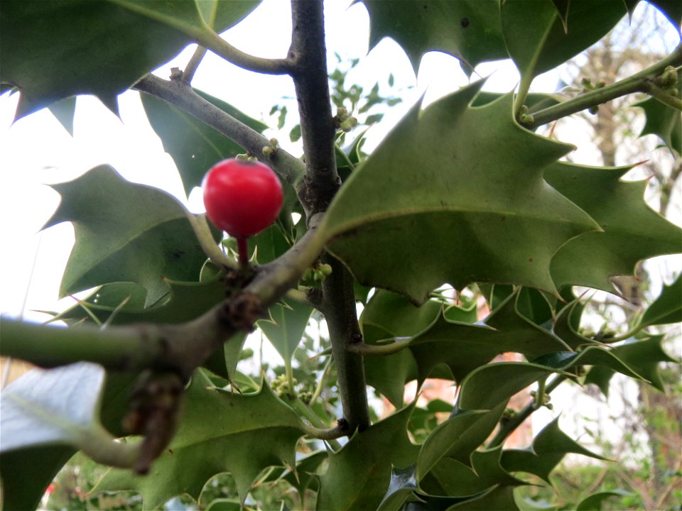 Europäische Stechpalme (Ilex aquifolium) in Heidelberg
