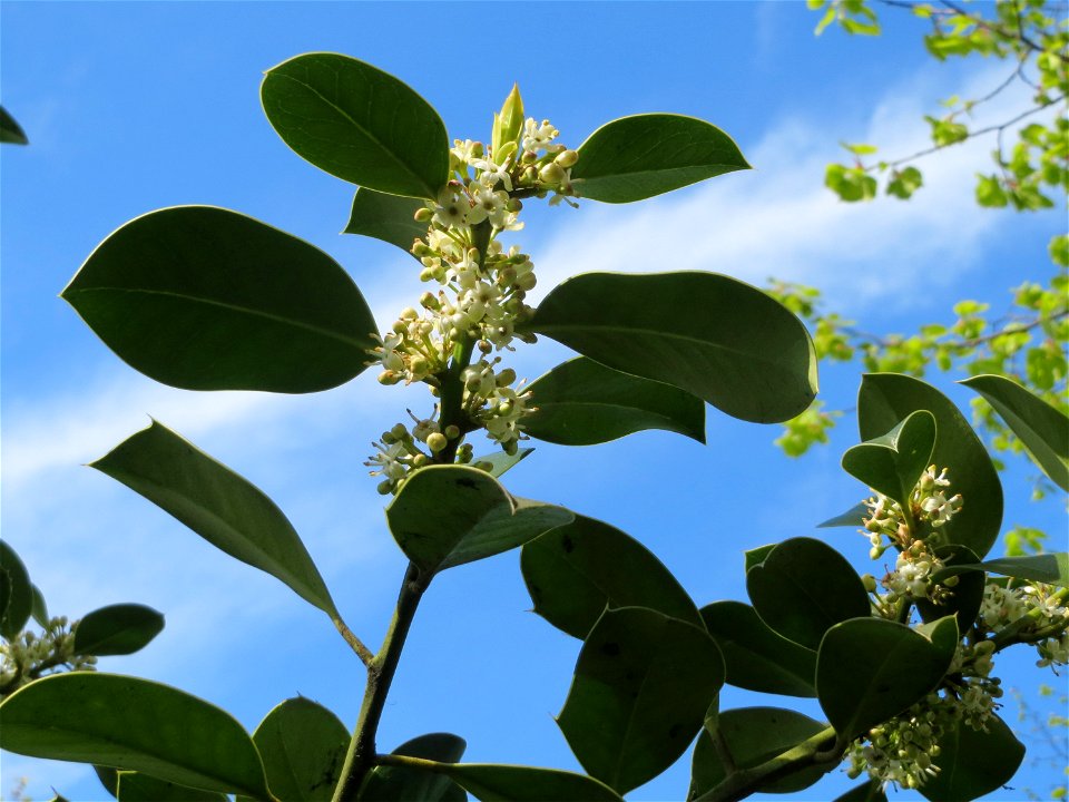 Europäische Stechpalme (Ilex aquifolium) in Hockenheim