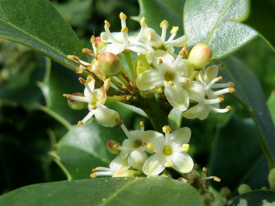 Europäische Stechpalme (Ilex aquifolium) in Hockenheim