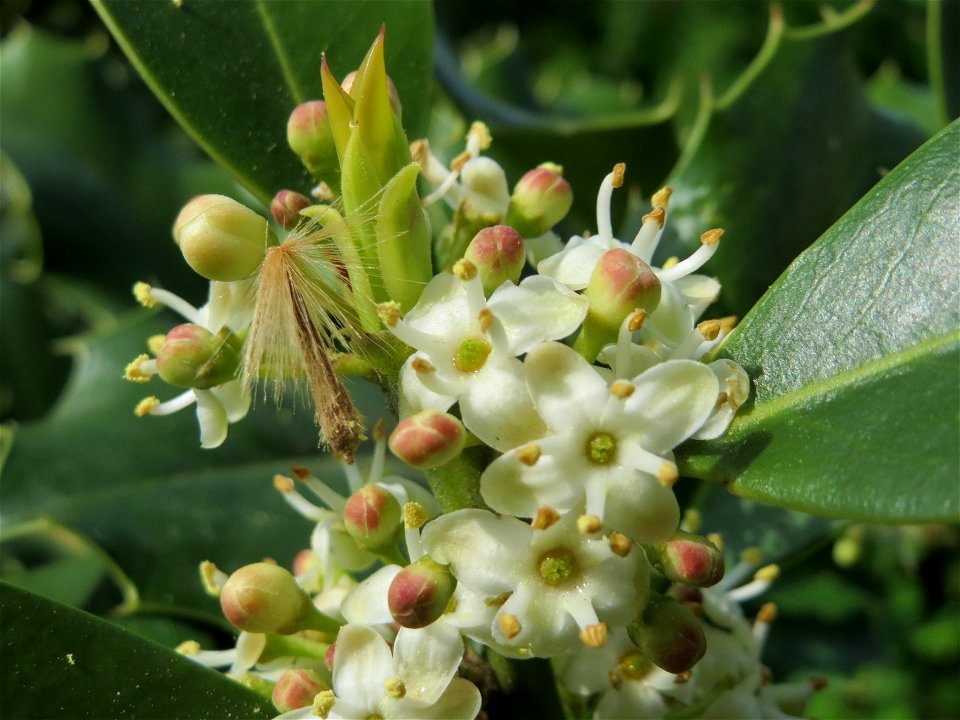 Europäische Stechpalme (Ilex aquifolium) in Hockenheim