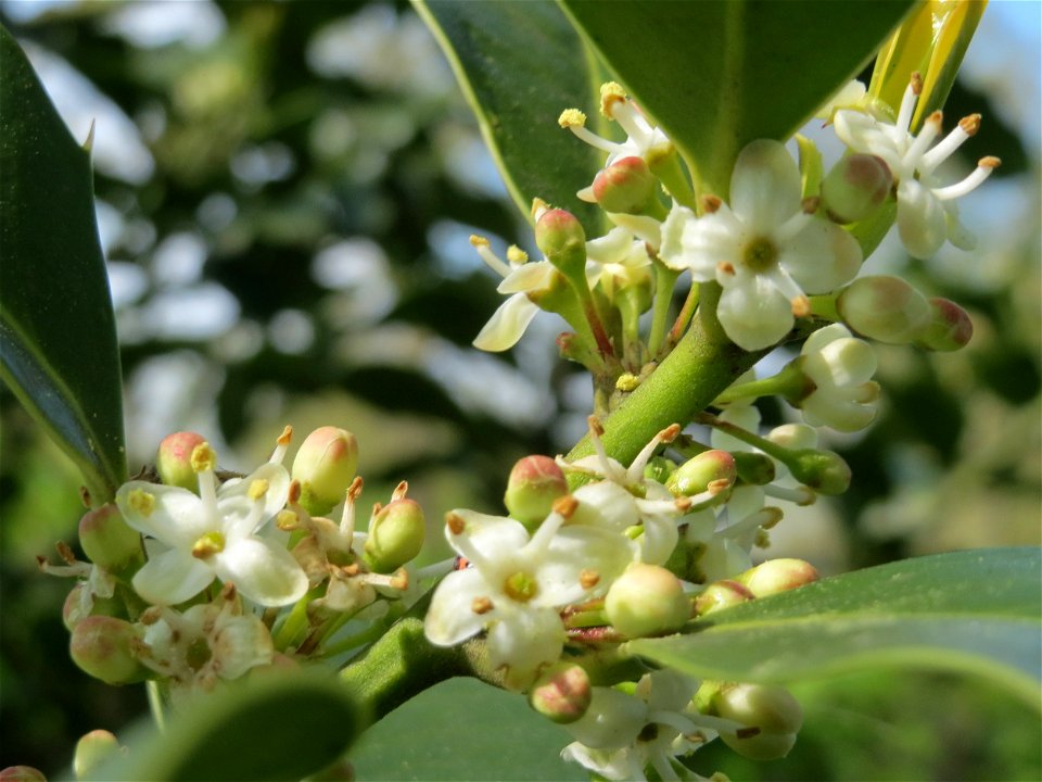 Europäische Stechpalme (Ilex aquifolium) in Hockenheim
