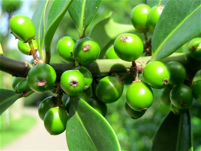 Amerikanische Stechpalme (Ilex opaca) am Staden in Saarbrücken
