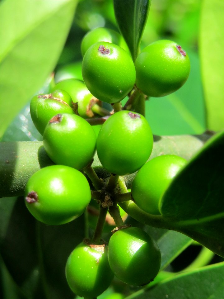 Amerikanische Stechpalme (Ilex opaca) am Staden in Saarbrücken