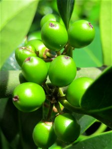 Amerikanische Stechpalme (Ilex opaca) am Staden in Saarbrücken