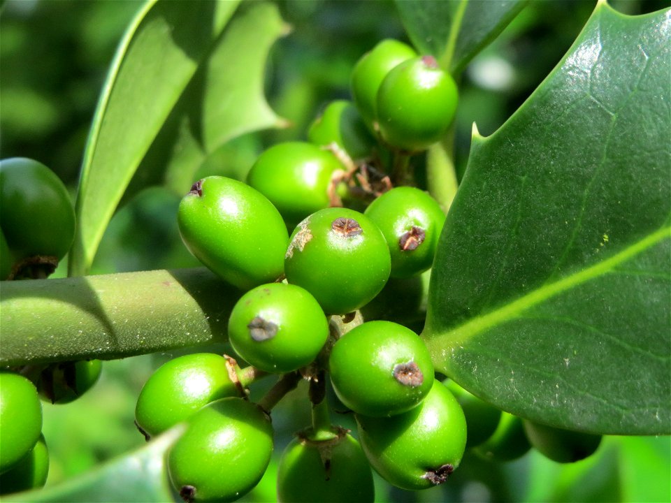 Amerikanische Stechpalme (Ilex opaca) am Staden in Saarbrücken